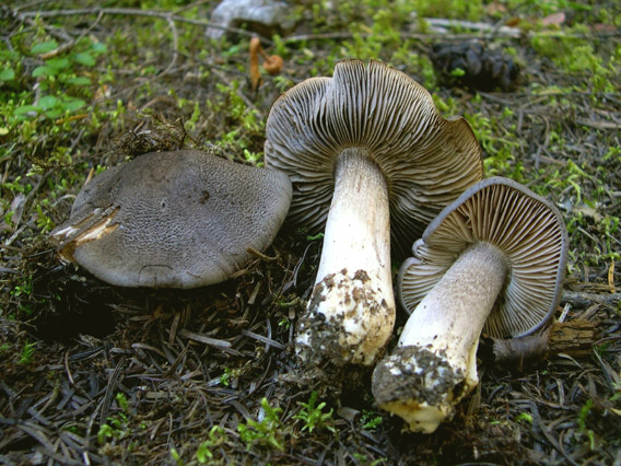 Tricholoma atroviolaceum